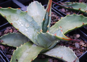 Agave parryi 